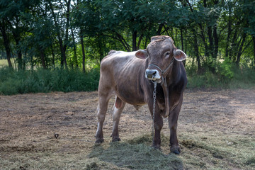 Bull grazing on a farm. Ukraine. 