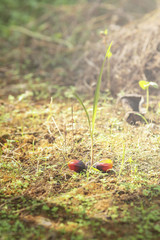 oil palm seed at outdoor with dramatic light effect. selective focus
