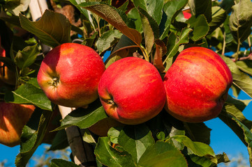 Apfelplantage in der Grafschaft; Deutschland 