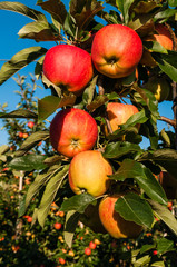 Apfelplantage in der Grafschaft; Deutschland 