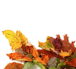 Naklejka na ściany i meble Multicolor autumn dry leafs