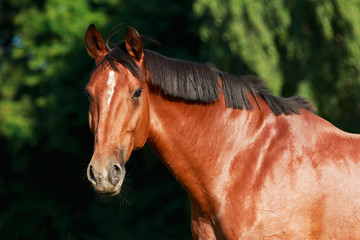 Pferdeportrait © Nadine Haase