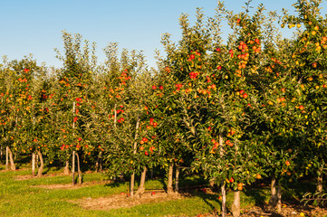 Apfelplantage in der Grafschaft; Deutschland 