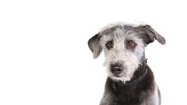 Well-behaved terrier dog sitting on white is handed a treat then licks lips
