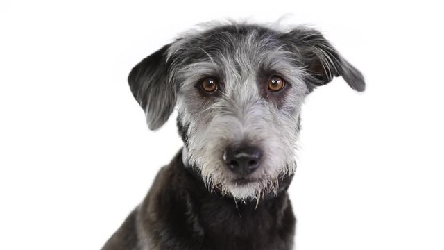 Closeup of Mixed terrier breed dog looking around with concerned expression and eyes shifting around