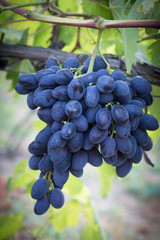 purple grapes grapes on vine in garden