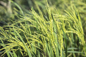 Close up of green paddy rice. Green ear of rice in paddy rice field