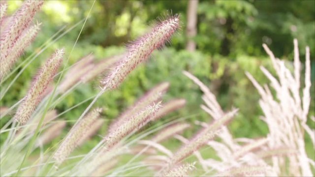 Ziergras bewegt sich leicht im wind