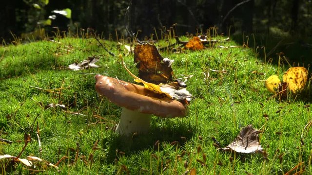 Yellow leaf falls on a mushroom in green moss. 