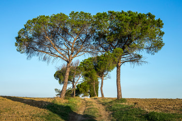 Fototapeta na wymiar un chemin bordé de pin sur le haut d'une colline