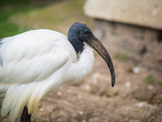 Australian White Ibis