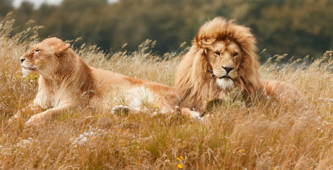 Lions