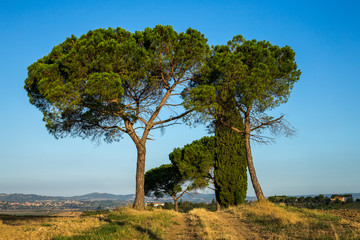 un groupe d'arbre isolés au bout d'un chemin sur le haut d'une colline