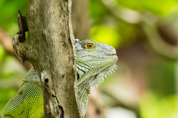 iguana