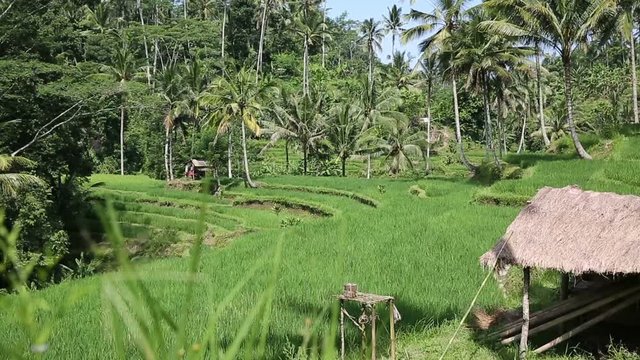Rice fields, Padi Terrace, Ubud, Bali, Indonesia. Green Rice Terrace field near Ubud, Bali, Indonesia
