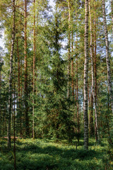 Fir tree in coniferous-deciduous forest