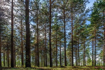 Mixed coniferous-deciduous forest