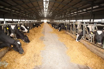 Crédence de cuisine en verre imprimé Vache Large cow farm