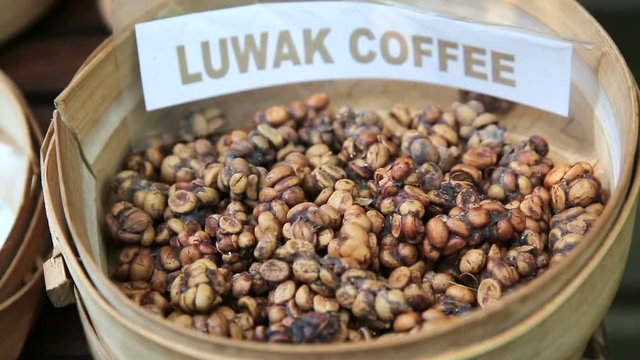Kopi Luwak or Civet Coffee, Bali, Indonesia. 