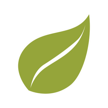 ecology green leaf plant natural sheet vector illustration