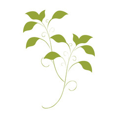 green leaves plant natural sheet ecology vector illustration