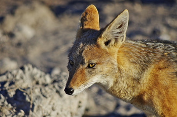 Wild animals of Africa: the Jackal