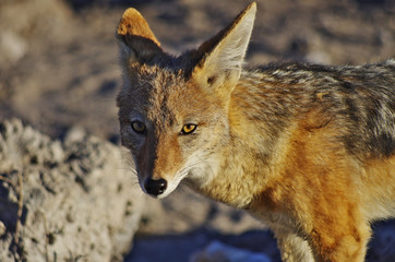 Wild animals of Africa: the Jackal