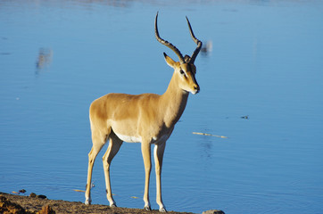 Wild animals of Africa: Gazelles