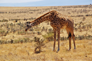 Wild animals of Africa: Giraffes