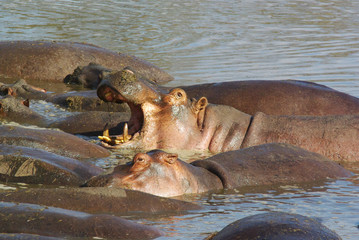 Wild animals of Africa: Hippos