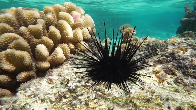 Diadema sea urchin, Echinothrix diadema, in shallow water, underwater scene, Pacific ocean, Moorea, French Polynesia 
