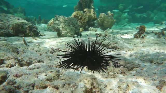 Sea urchin underwater, A diadema urchin, Echinothrix diadema, on a shallow ocean floor, Pacific ocean, Tahiti, French Polynesia 
