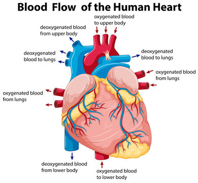 Diagram showing blood flow in human heart