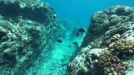 Search Photos Outer Reef