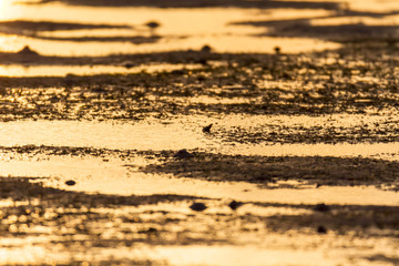 Muddy shoreline before dawn