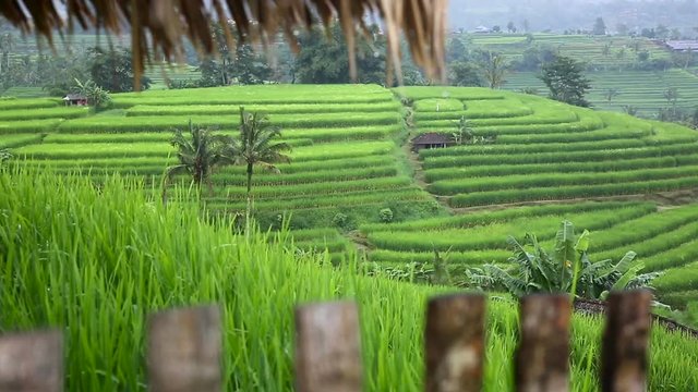 Green Rice fields, Padi Terrace, Ubud, Bali, Indonesia