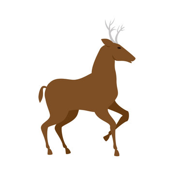 brown deer  with horns and running. wildlife animal. vector illustration