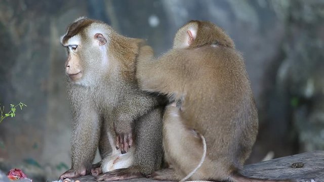A male monkey checking for fleas and ticks in the female