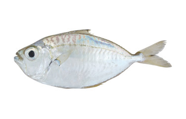 Common ponyfish isolated on white background, Leiognathus equulus