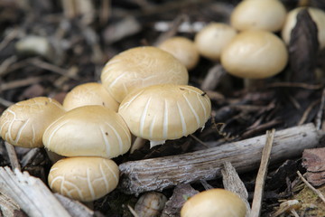 Kleine Pilze im Rindenmulch Nahaufnahme