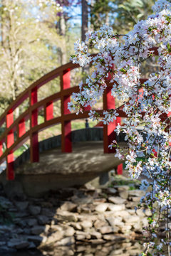 Japanese garden scene with cherry blossoms and a red bridge over water.  Picture taken at Sarah P. Duke gardens in Durham, North Carolina. 