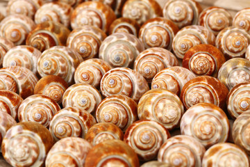 shells for background