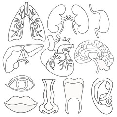 set of coloring human organs inside the body and face. 