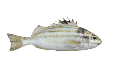 Sixlined Terapon fish isolated on white background, Helotes sexlineatus