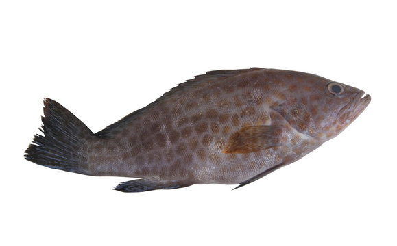 Areolate grouper fish isolated on white background, Epinephenus areolatus