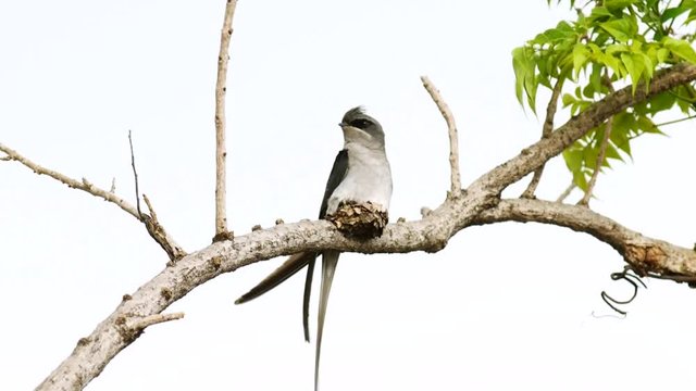crested treeswift on nest
