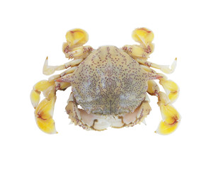 Yellow sea crab isolated on white background