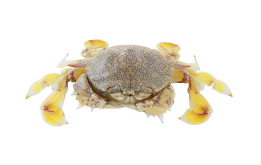 Yellow sea crab isolated on white background