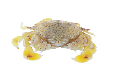 Yellow sea crab isolated on white background