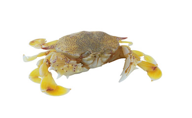 Yellow sea crab isolated on white background